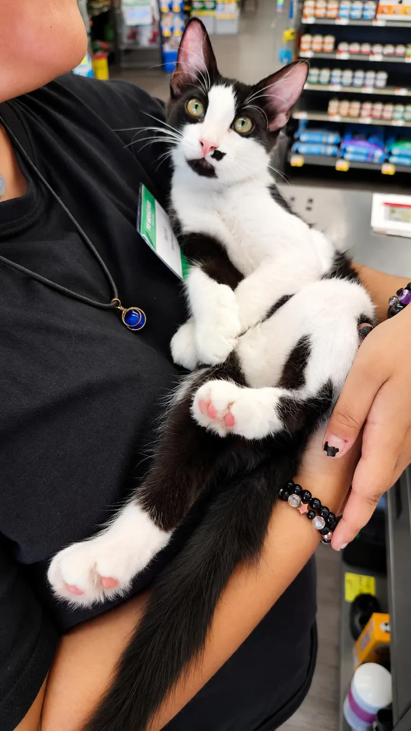 A baby small-sized male Black & White / Tuxedo Tuxedo cat named Dash  Conroe Pet for adoption in Spring, TX