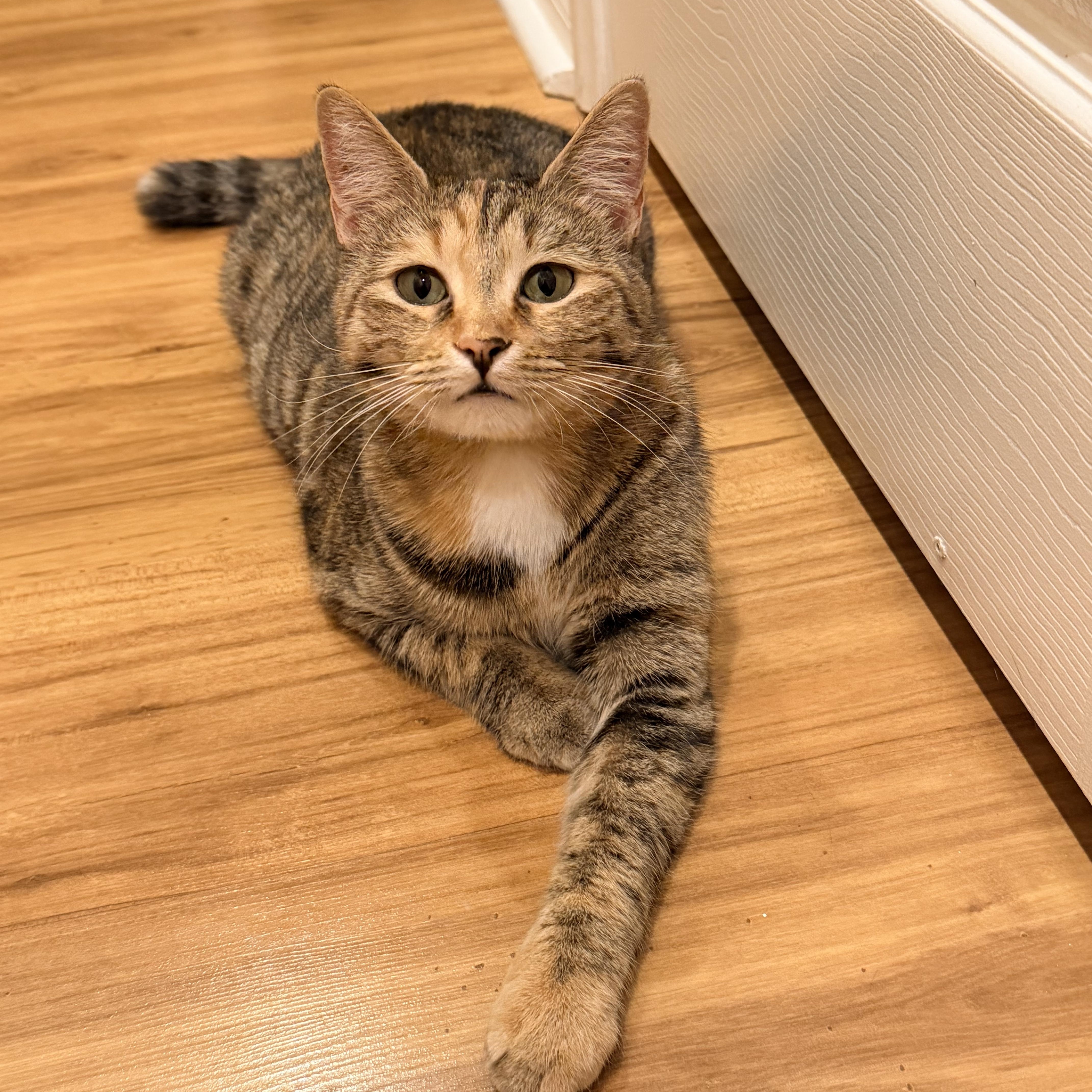 A young small-sized female Tabby (Buff / Tan / Fawn) American Shorthair cat named Chiqui for adoption in Mission Viejo, CA