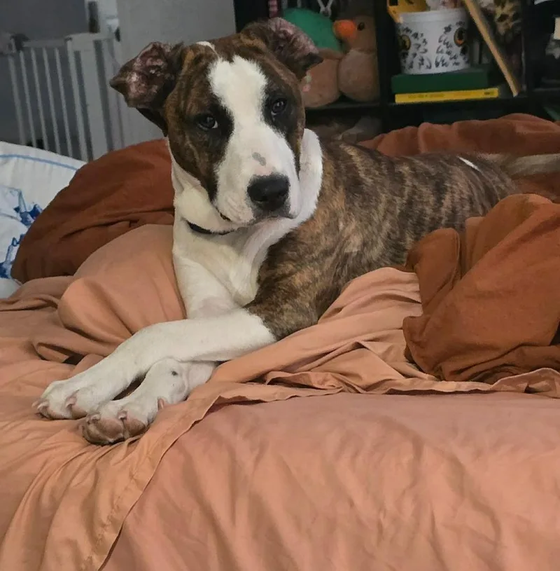 A baby large-sized male Hound dog named Link for adoption in El Dorado, AR