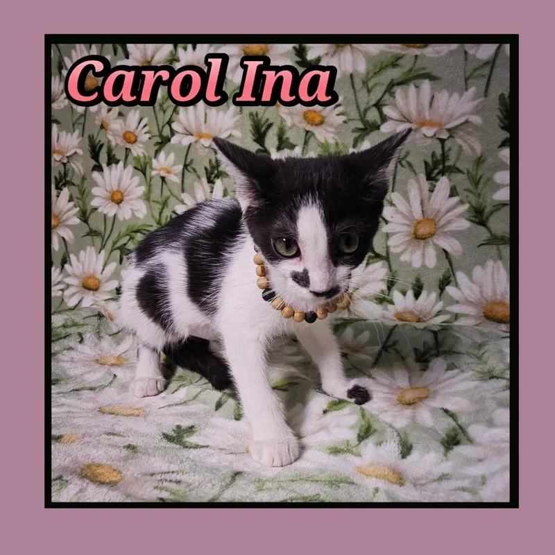 A baby small-sized female Domestic Short Hair cat named Carol Ina for adoption in Jacksonville, IL