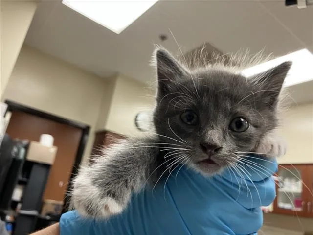 A baby small-sized male Domestic Short Hair cat named Elvis for adoption in Chapel Hill, NC
