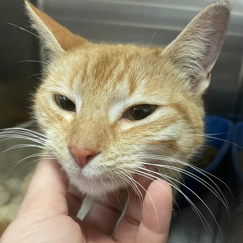 An adult medium-sized female Orange / Red Domestic Short Hair cat named Ginger for adoption in Port Charlotte, FL