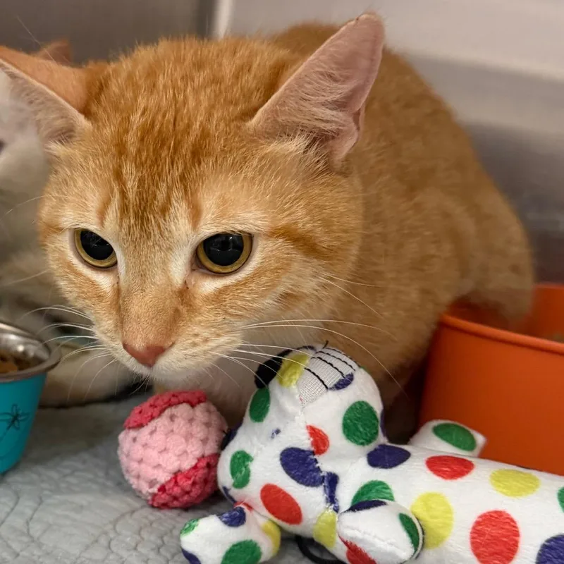 Ginger thumbnail 2