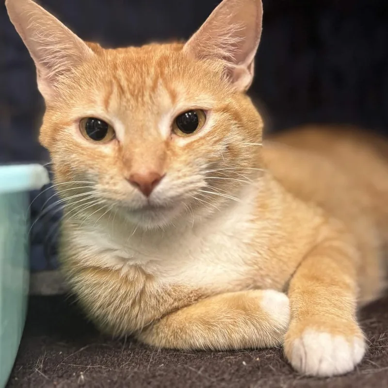 Ginger thumbnail 3