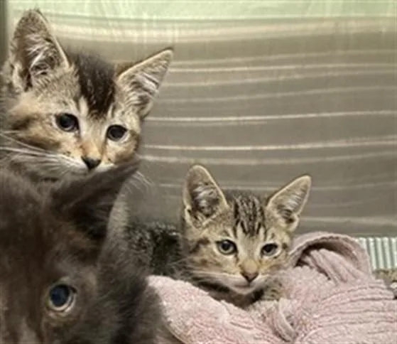 A baby small-sized female Domestic Short Hair cat named Maeve for adoption in Tustin, CA