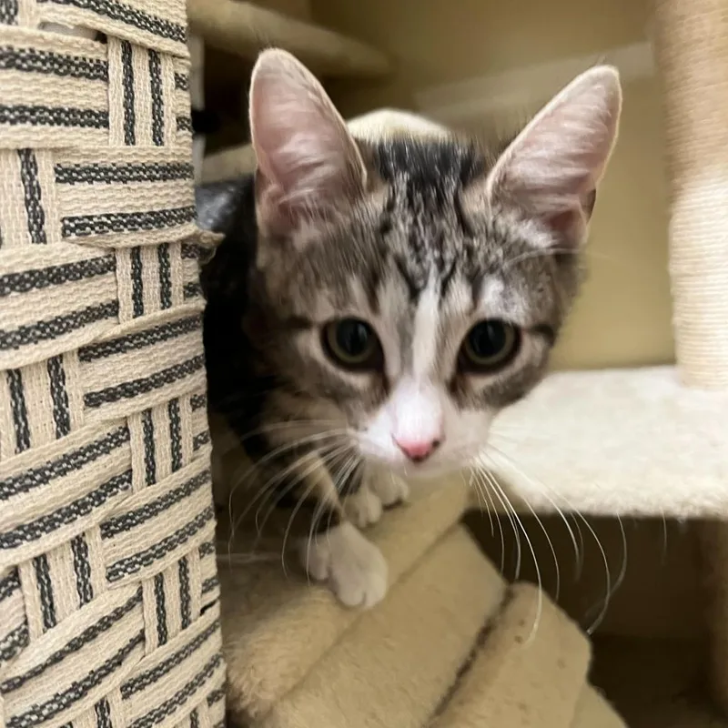 An adult small-sized female Gray / Blue / Silver Domestic Short Hair cat named Alice for adoption in Howard beach, NY