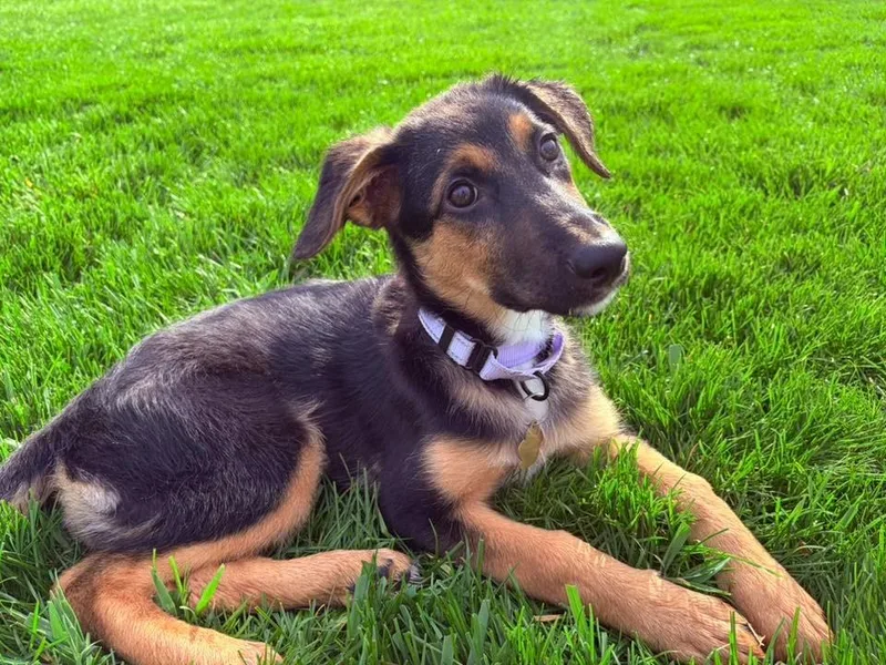 A baby medium-sized female Shepherd dog named Nalah for adoption in Kettering, OH