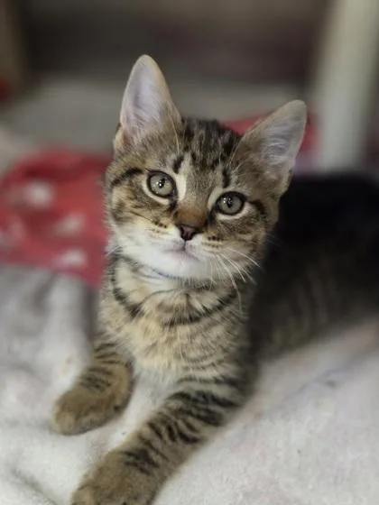 A baby small-sized male Domestic Short Hair cat named Dale for adoption in Westland, MI