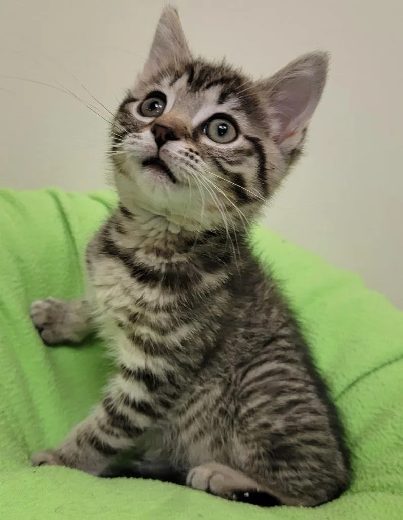 An adult small-sized female Domestic Short Hair cat named Alanis for adoption in Fremont, OH