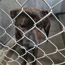 An adult small-sized male Brindle Pit Bull Terrier dog named Marshall for adoption in Carlin, NV
