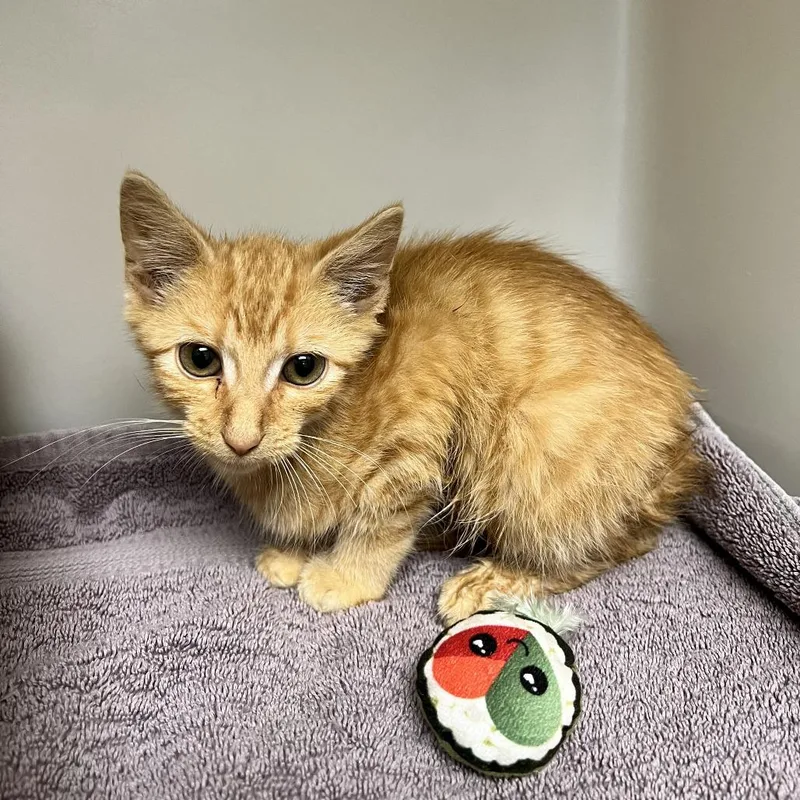 A baby small-sized male Orange / Red Domestic Short Hair cat named 72040 for adoption in Harrisonburg, VA