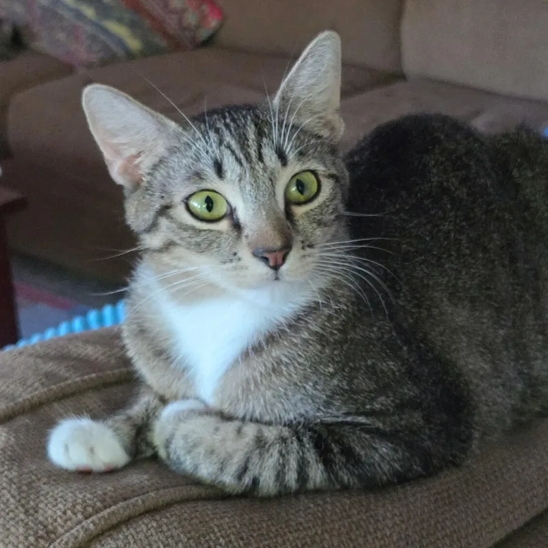 A young medium-sized female Tabby (Brown / Chocolate) Domestic Short Hair cat named Cricket for adoption in Gladstone, OR