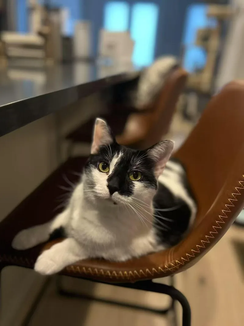 An adult medium-sized female Black & White / Tuxedo Domestic Short Hair cat named Tilley for adoption in Fairfax, VA