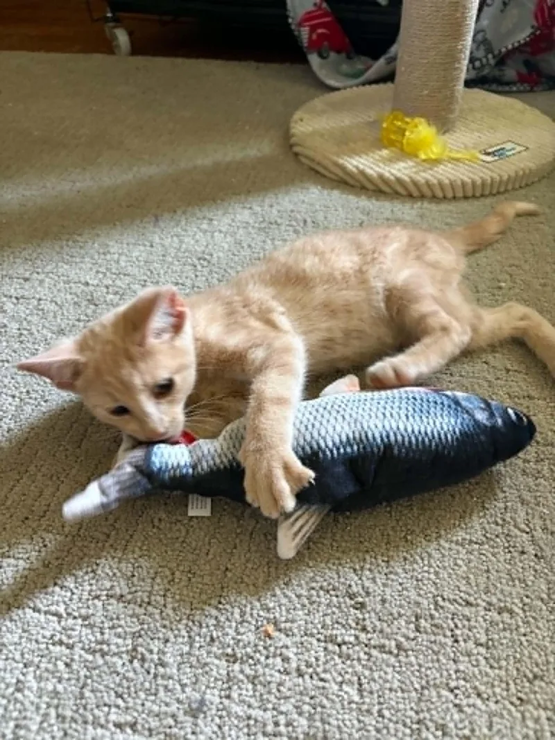 A baby small-sized male Domestic Short Hair cat named Cupid for adoption in Mexico, MO