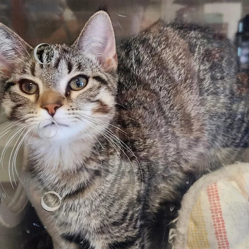 A baby small-sized male Brown / Chocolate Domestic Short Hair cat named Leatherleaf for adoption in St. Paul, MN