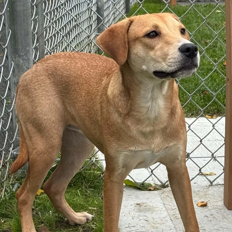 A baby medium-sized female Labrador Retriever dog named Sarah for adoption in Danbury, CT