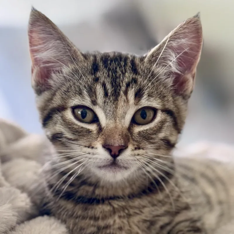 A baby small-sized female Domestic Medium Hair cat named Kauai for adoption in Woodinville, WA