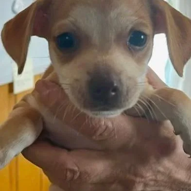 A baby small-sized female Yellow / Tan / Blond / Fawn Mixed Breed dog named Valentina for adoption in San Pablo, CA