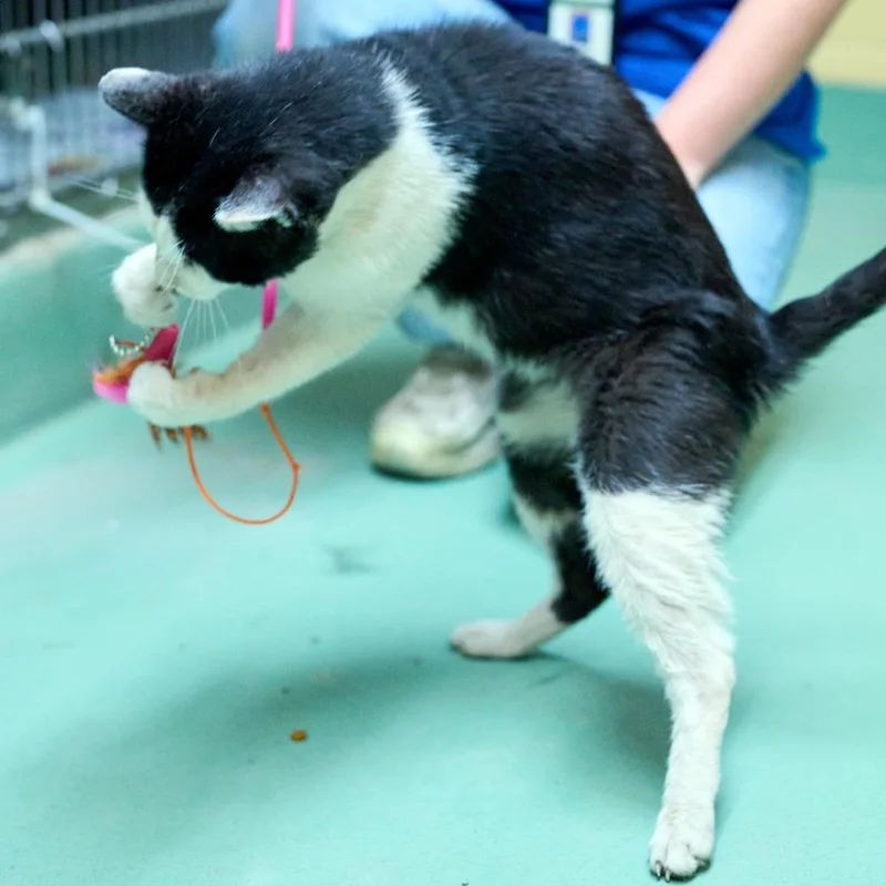 An adult large-sized male Black Domestic Short Hair cat named Gussy for adoption in Memphis, TN