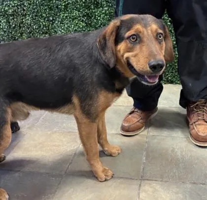 A baby large-sized male Brown / Chocolate Mixed Breed dog named Rocko for adoption in El Paso, TX