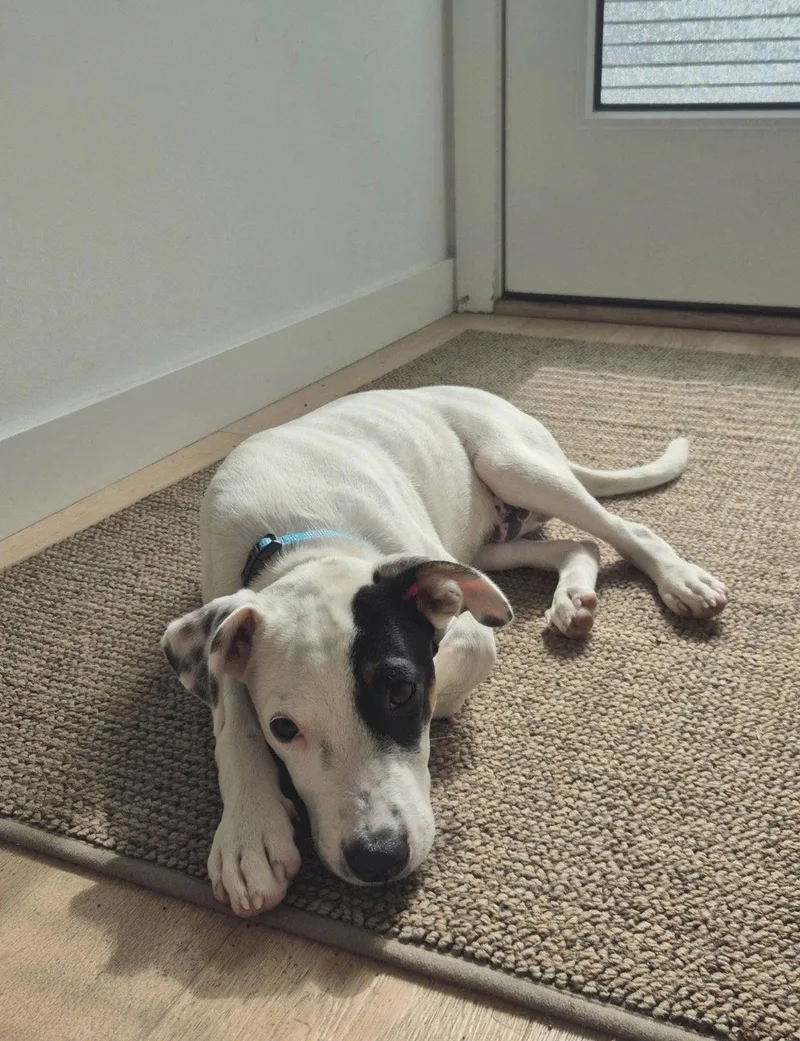 A baby medium-sized male Terrier dog named Waffles for adoption in Bothell, WA