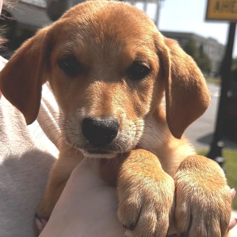 A baby medium-sized female Belgian Shepherd / Malinois dog named Gita for adoption in Duck River, TN