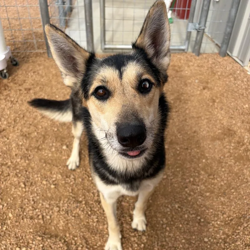 An adult large-sized female Brown / Chocolate Husky dog named Lil Girl KCAC . for adoption in Kerrville, TX