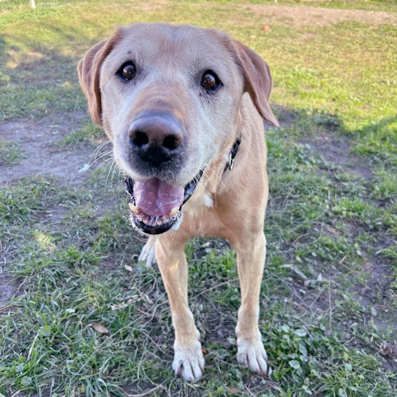 A senior large-sized male Yellow / Tan / Blond / Fawn Labrador Retriever dog named Oliver for adoption in Lindon, UT