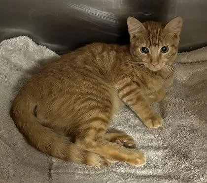 A young medium-sized male Domestic Short Hair cat named Riddle for adoption in Chamblee, GA