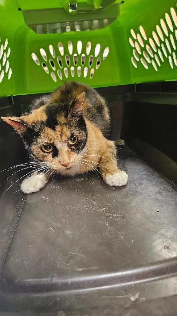 Emiliana thumbnail 2