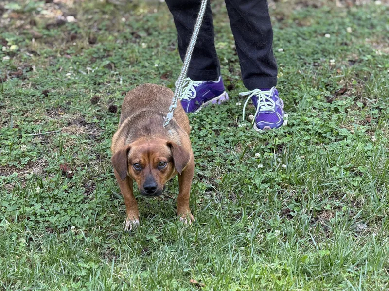 A young small-sized male Sable Terrier dog named Nugget for adoption in Meherrin, VA
