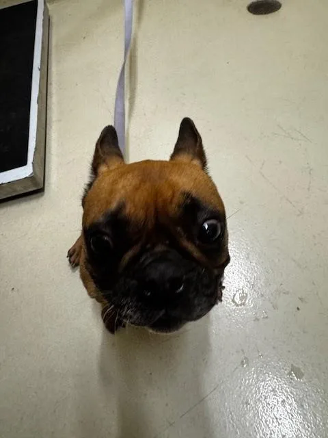 Harley