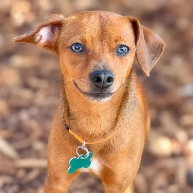 An adult small-sized female Chihuahua dog named Kassia for adoption in Boerne, TX