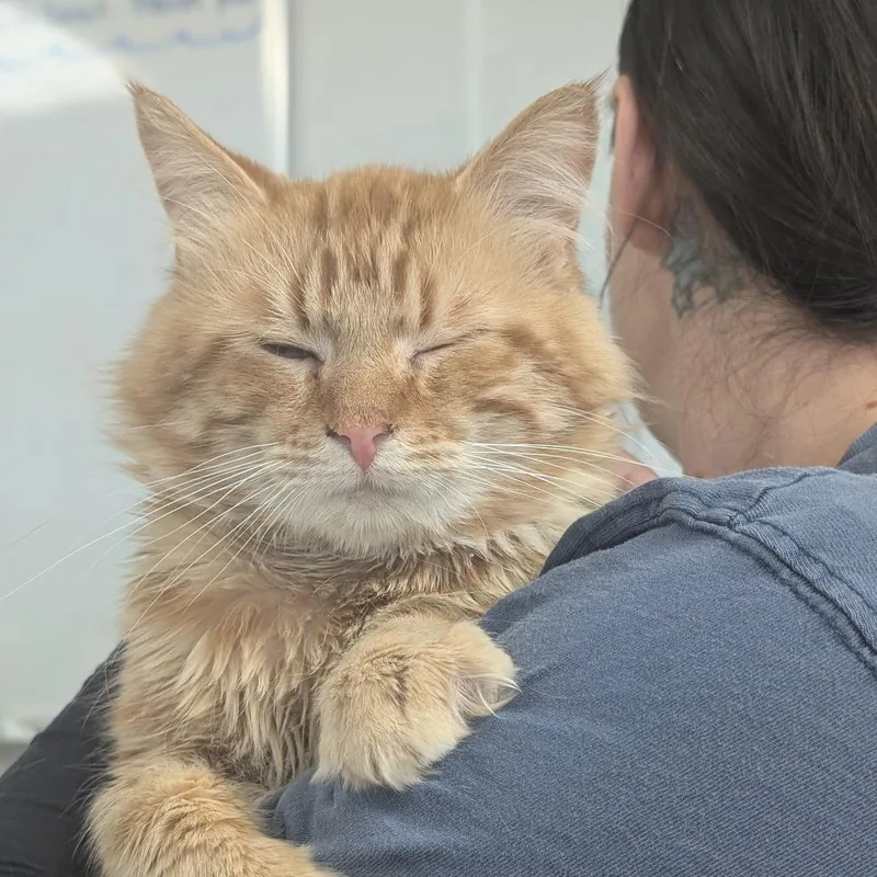 A young medium-sized male Orange / Red Domestic Long Hair cat named Oliver for adoption in Canton, IL