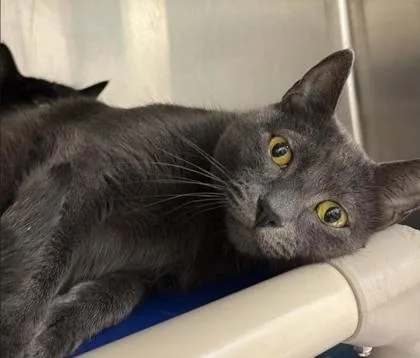 An adult small-sized male Gray / Blue / Silver Domestic Short Hair cat named Montgomery Ash for adoption in Annapolis, MD