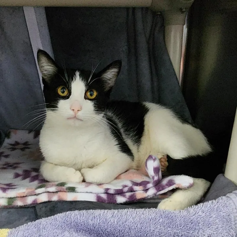 A young medium-sized male Domestic Short Hair cat named Reno for adoption in Grand Rapids, MI