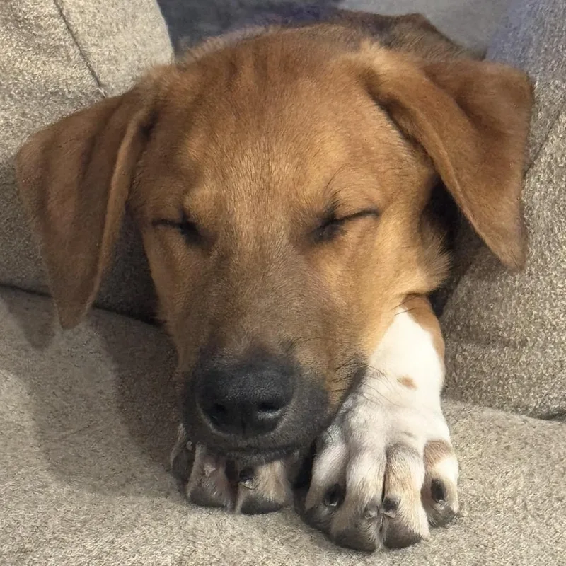 A baby large-sized male Redbone Coonhound dog named Wesley for adoption in Krum, TX