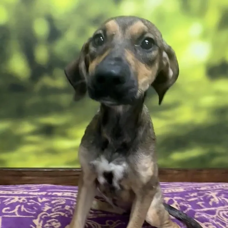 A young medium-sized male Yellow / Tan / Blond / Fawn Mixed Breed dog named Zebra Cake for adoption in Auburn, NH