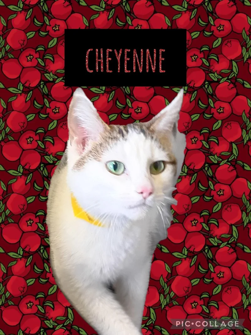 A young small-sized female Domestic Short Hair cat named Cheyenne for adoption in Muncie, IN