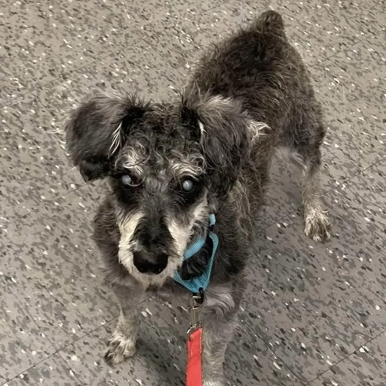 A senior medium-sized male Gray / Blue / Silver Standard Schnauzer dog named Enzo for adoption in Syracuse, NY