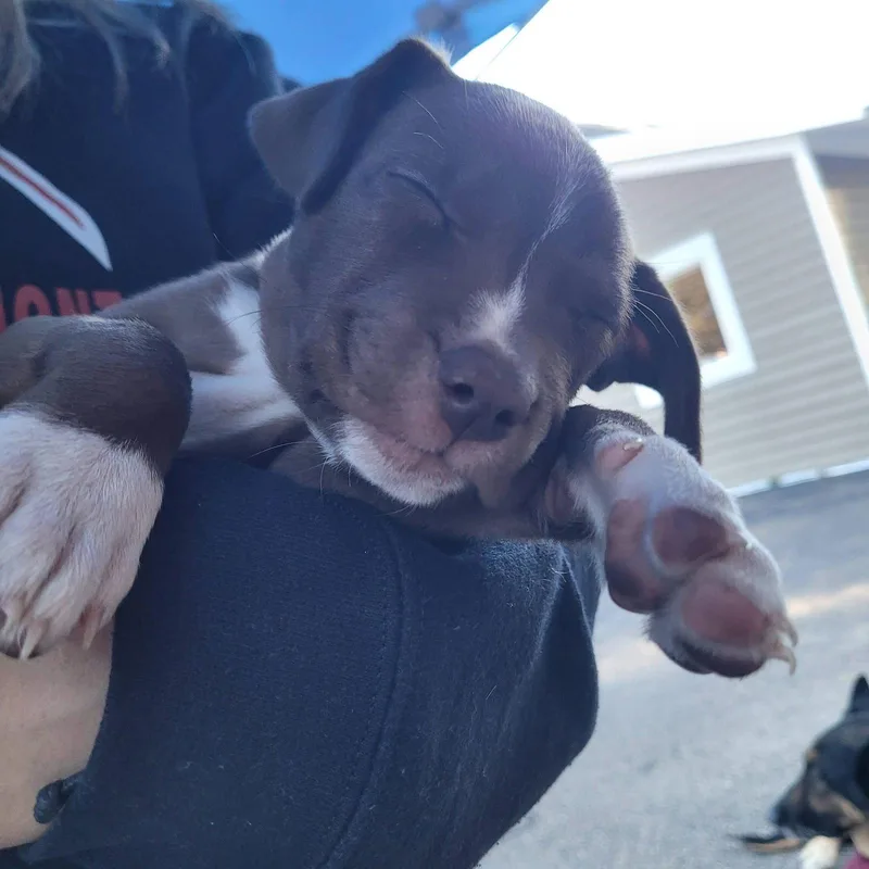 A baby medium-sized female Pit Bull Terrier dog named Roxy for adoption in New London, WI