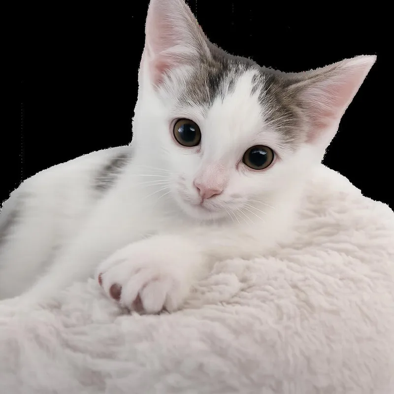 A baby small-sized female White Domestic Short Hair cat named Dottie for adoption in Bel Air, MD