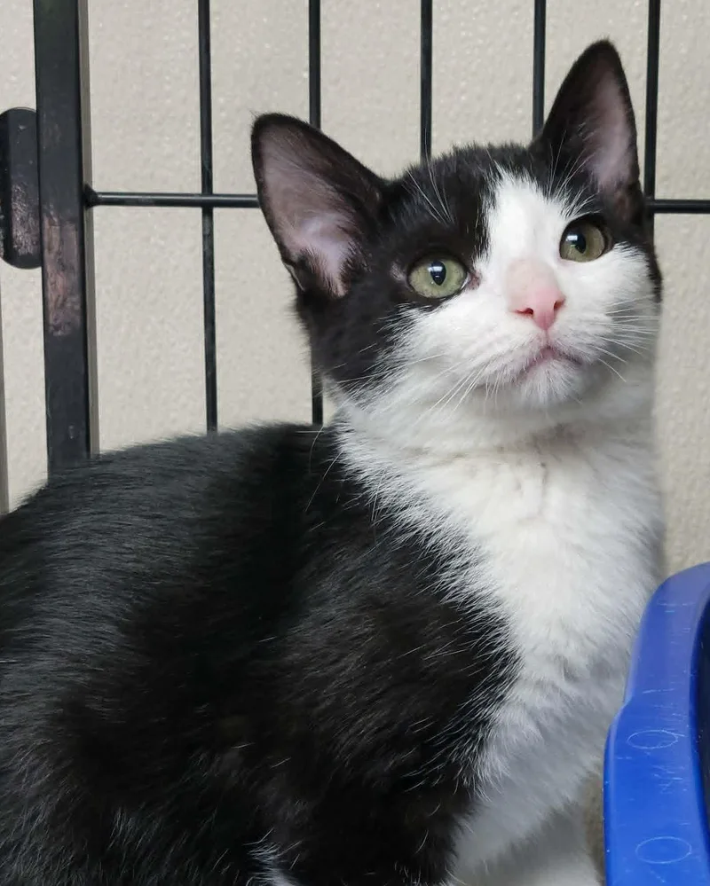 A baby medium-sized male Domestic Short Hair cat named Bandit for adoption in Portage, WI