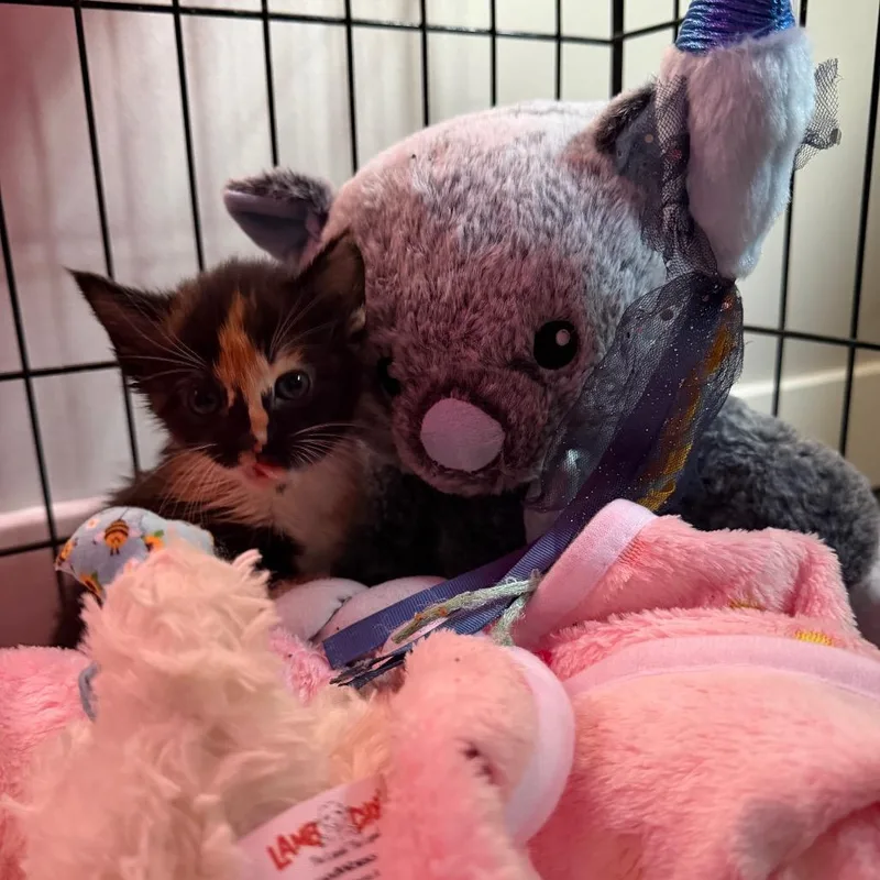 A baby small-sized female Calico Domestic Medium Hair cat named Lincoln Aurora for adoption in Rochester, MN