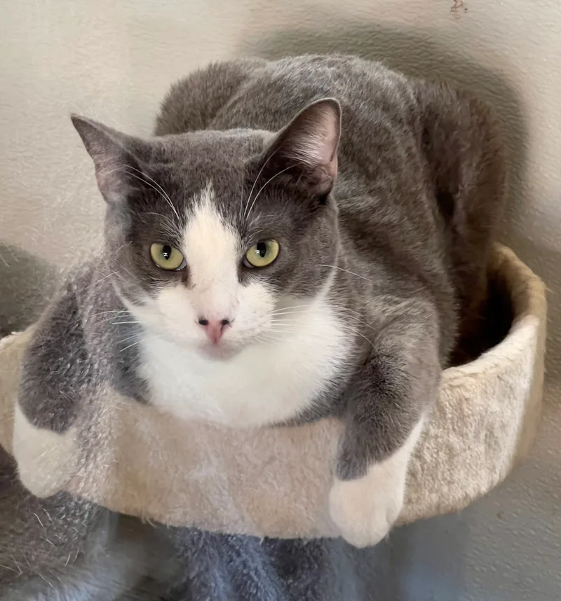 A young medium-sized male Gray / Blue / Silver Domestic Short Hair cat named Albert for adoption in Pomona, CA