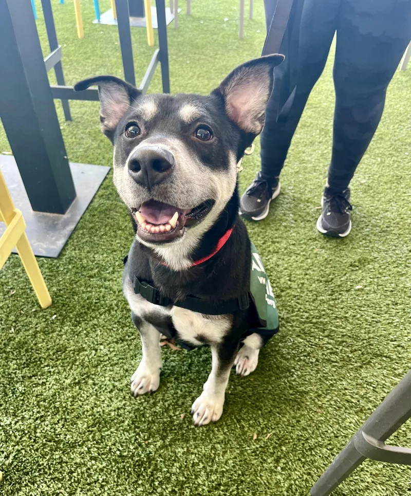 An adult large-sized male German Shepherd Dog dog named Ghost for adoption in Houston, TX