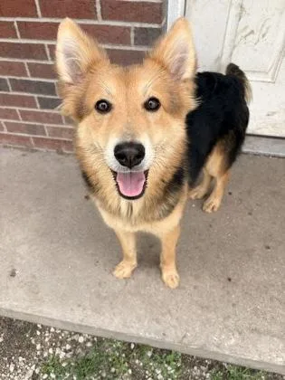 A baby medium-sized female Shepherd dog named Bonnie for adoption in St. Anne, IL