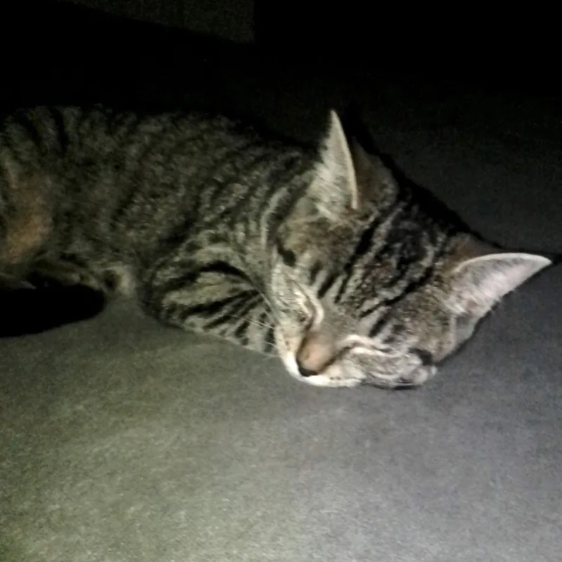 Celine B thumbnail 3