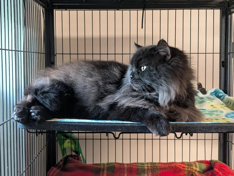 A young medium-sized male Domestic Short Hair cat named Koko for adoption in Shelton, WA