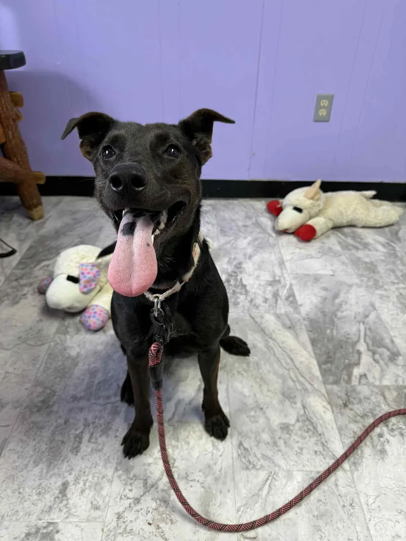 An adult medium-sized female Black Mixed Breed dog named Lucy for adoption in Altoona, PA